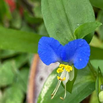 ツユクサ科の投稿画像一覧 Greensnap グリーンスナップ