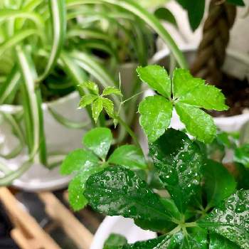 常緑つる性植物の投稿画像一覧 Greensnap グリーンスナップ