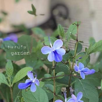 ブルーとパープルのお花♪♪の画像 by はる♪さん | 小花会とおうち園芸とブルーウイングとブルーバタフライ♪とガーデニングとリーフ好きﻌﻌ♥と花のある暮らしとブルーとパープルのお花♪♪とクレロデンドロム .ブルーウイングと渋かわいい