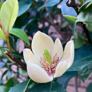 香りのいい花の投稿画像一覧 Greensnap グリーンスナップ