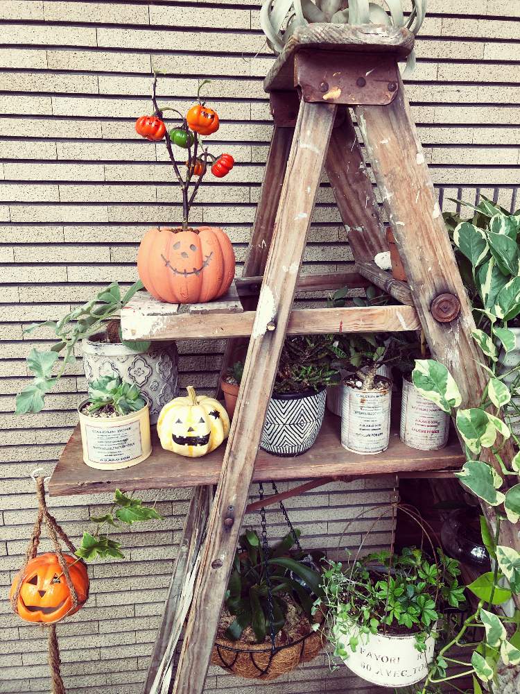 小さな庭の画像 by アスキンさん | 小さな庭とソラナムパンプキンとハロウィンとハッピーハロウィン2021とアンティークラダー