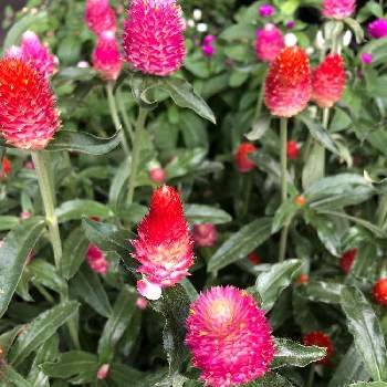 赤色のお花 の投稿画像一覧 Greensnap グリーンスナップ