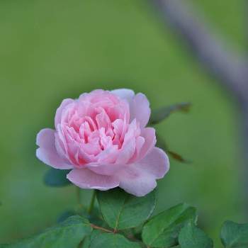 ✨バラの画像 by 伊豆野サクラさん | バラ クィーン オブ スウェーデンと花のある暮らしと伊豆の庭と金曜ローズショーと✨バラ