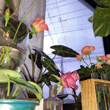 台風の画像 by タマラさん | 窓辺とアロカシア　シルバードラゴンとモンステラと観葉植物と台風と室内とバラ・ミニバラと切り花