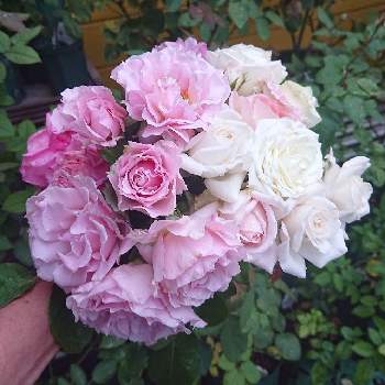 ラマリエの画像 by ＹＵＭＩＫＯさん | 小さな庭と私の癒し♡といい香り❤と薔薇愛同盟と花が好き❤とおうち園芸とお花に癒されてと植中毒とたまらない♥️と2021 YUMIKO薔薇と花のある暮らしと大好き♡︎ʾʾとかわいいな♡といい色♡と香りの薔薇とラマリエ