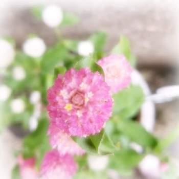 愛らしい花形の画像 by Yume cafeさん | 車庫とセンニチコウと鉢植えのお花と生ける宝石と愛らしい花形と風に揺れるとちっちゃいものクラブとピンクのお花とあぁ、うっとり♡とか〜わい〜