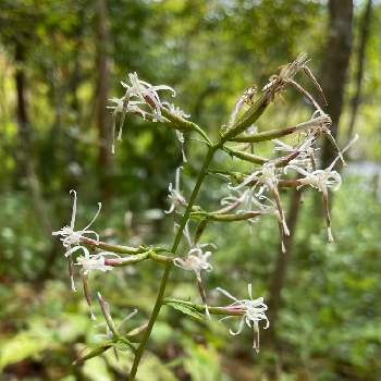 箱根湿性花園の投稿画像一覧 Greensnap グリーンスナップ
