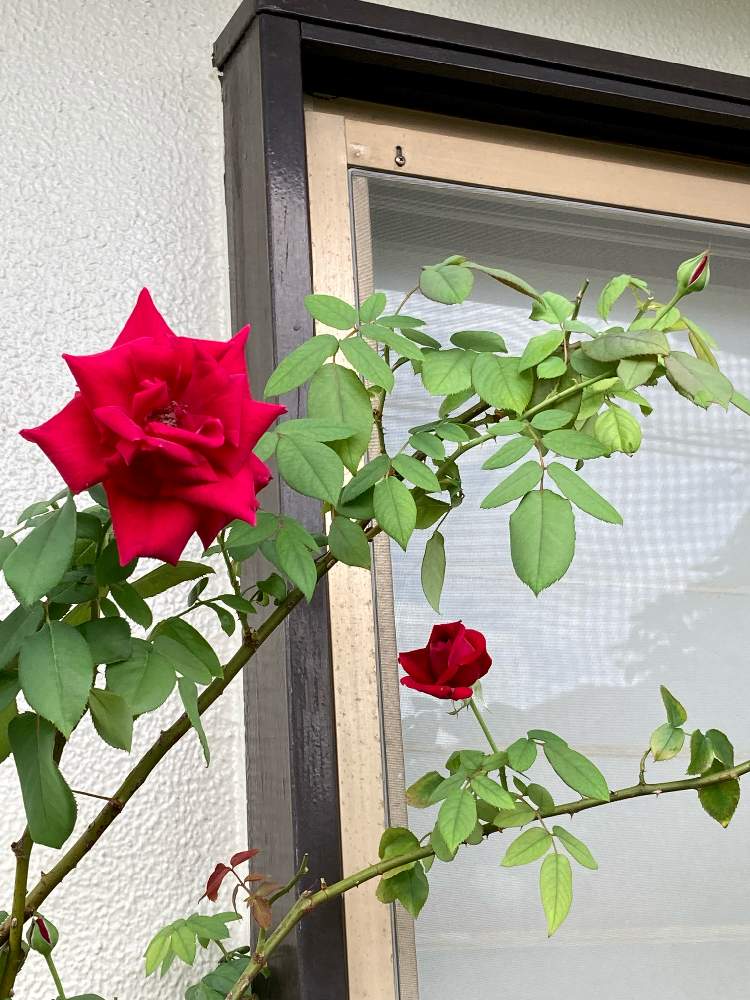 小さな庭の画像 by White Roseさん | 小さな庭と薔薇♪と花のある暮らしと鉢栽培と癒しを求めて