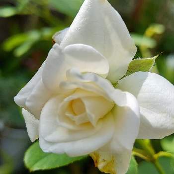 バラの新苗の画像 by IKUMAMAさん | 小さな庭とおうち園芸と鉢植えのバラとバラの新苗と咲いた❤とアイスバーグ♡とバラ・ミニバラとバラを楽しむ