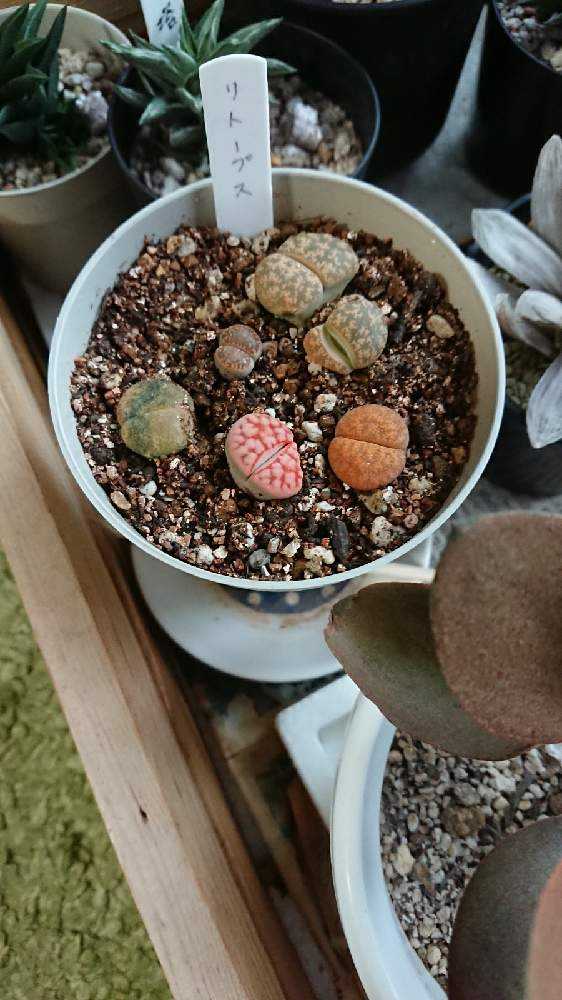 リトープスの育成記録｜🍀GreenSnap（グリーンスナップ）