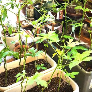 オクラ,種まきっ子,台風避難,ベランダ菜園,秋野菜の画像