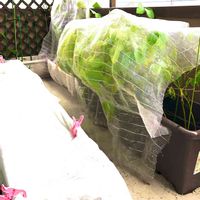 枝豆《丹波の黒豆》,ナス 千両二号,種まきっ子,ベランダ菜園,秋野菜の画像