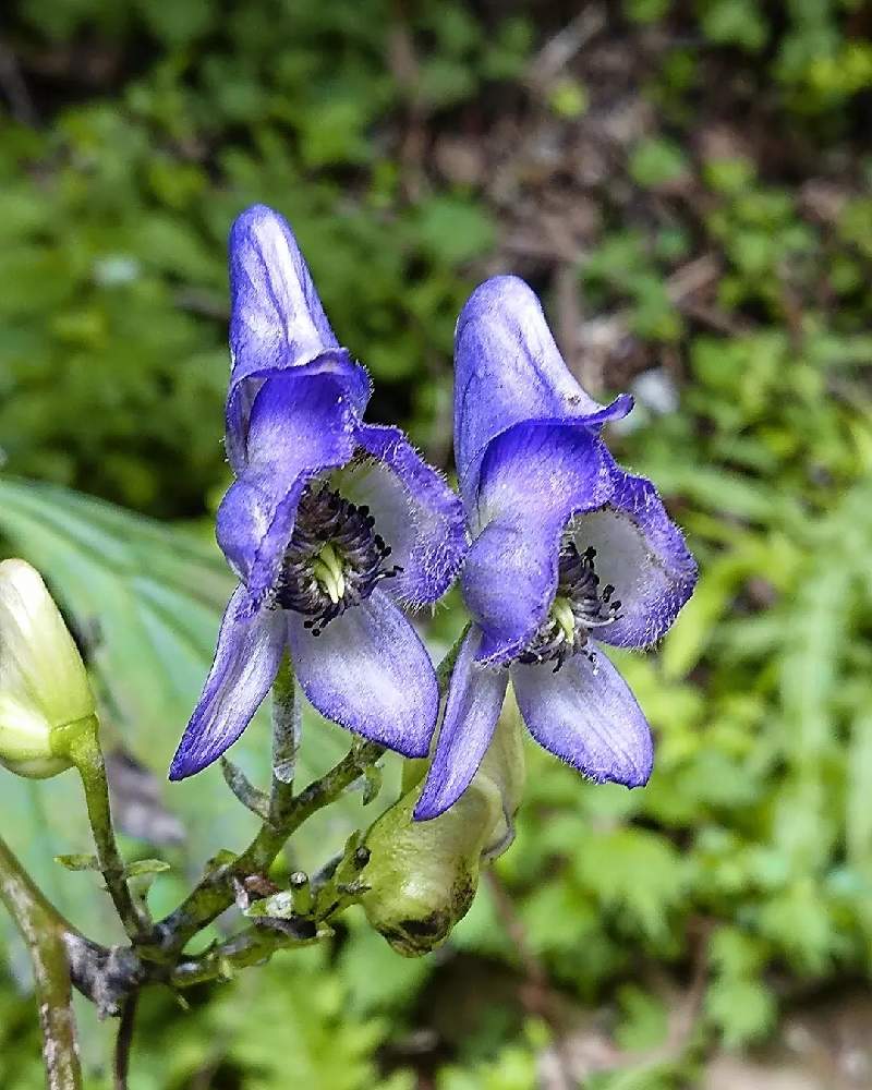 ヤマトリカブトの投稿画像 By 醜男さん 鳥兜とトリカブトと山鳥兜と雑草と山野草と野草とスマホ撮影と雑草と山野草と野草とスマホ撮影 21月10月1日 Greensnap グリーンスナップ Greensnap グリーンスナップ