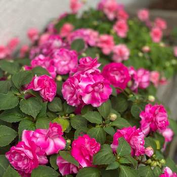 薔薇咲きの画像 by charkunさん | 小さな庭と可愛いピンク色♡とカリフォルニアローズ フィエスタと薔薇咲きと薔薇咲きインパチェンス♡