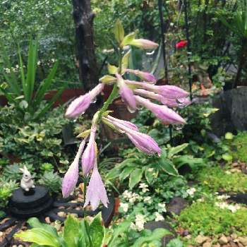 ギボウシ大好きの投稿画像一覧 Greensnap グリーンスナップ