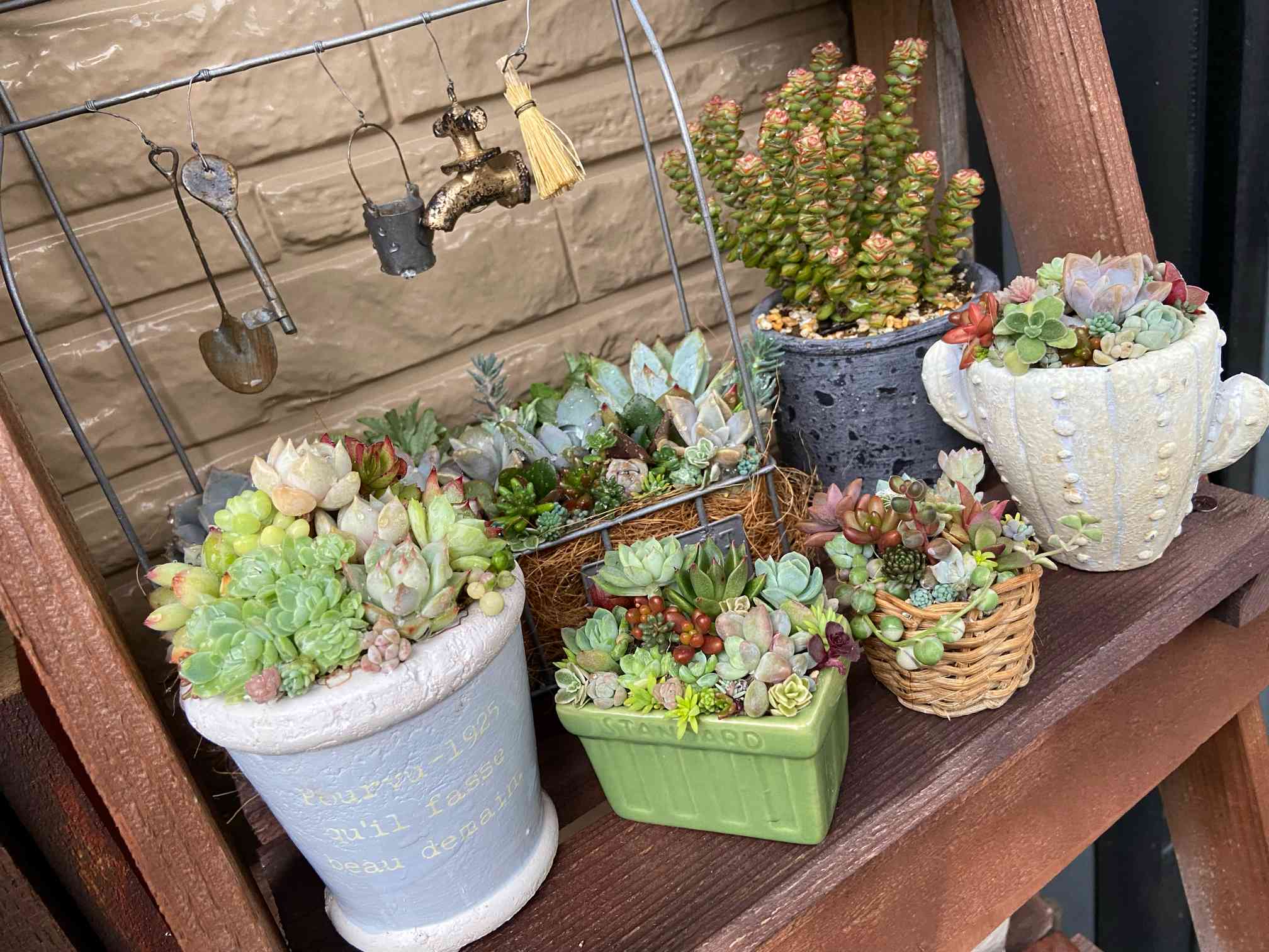 🍀多肉のチマ寄せ🍀｜🍀GreenSnap（グリーンスナップ）