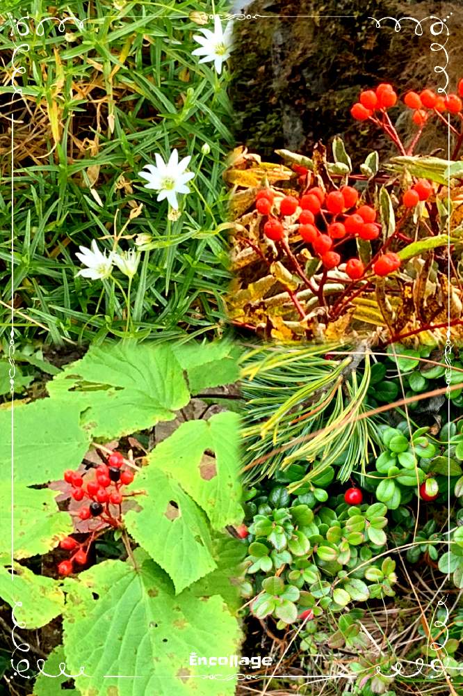 ナナカマドの投稿画像 By つかささん コケモモとアワユキハコベとガマズミとお出かけ先と登山と高山植物 と西穂高岳と登山と高山植物 と西穂高岳 21月10月1日 Greensnap グリーンスナップ Greensnap グリーンスナップ