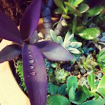 紫の葉っぱの画像 by Hawaiian dolphinsさん | 玄関とムラサキゴテンと癒し系と水滴と紫の葉っぱとムラサキゴテンに雨露とお店の入り口
