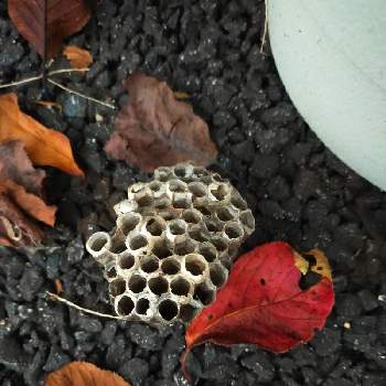 蜂の巣の投稿画像一覧｜🍀GreenSnap（グリーンスナップ）