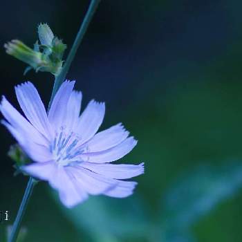 チコリの投稿画像一覧 Greensnap グリーンスナップ