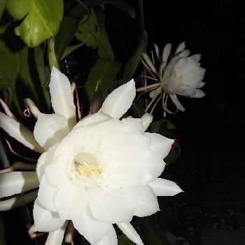 儚いお花の投稿画像一覧 Greensnap グリーンスナップ