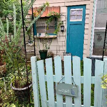 三角葉アカシアの画像 by ニャンコガーデンさん | 小さな庭と三角葉アカシアと手作りの庭と雨の日と今朝の一枚と小さな小さな庭