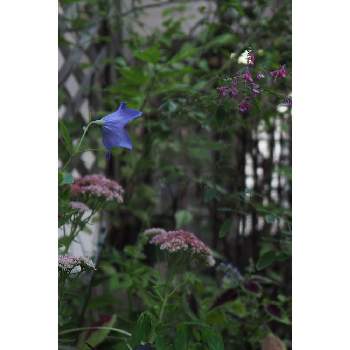 九月の箱庭の画像 by 我楽多さん | 小さな庭といつもの箱庭（メインの花壇）とOLY ED 75mm F1.8とOM-D E-M1Ⅱと九月の箱庭