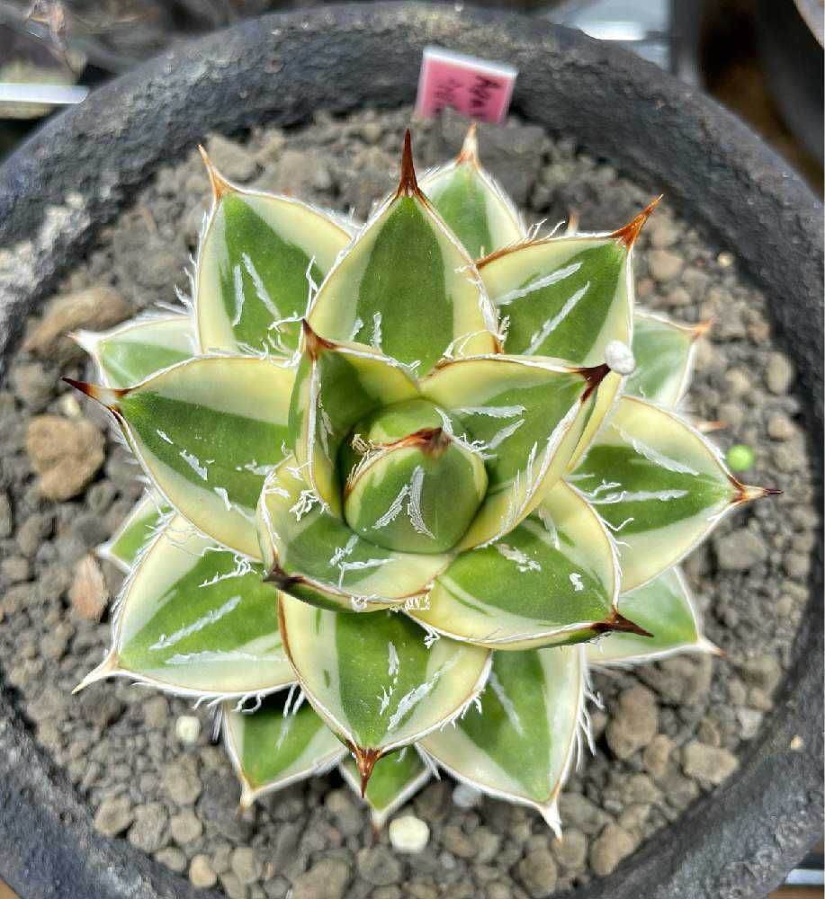 アガベ ピンキー 成長記録｜🍀GreenSnap（グリーンスナップ）