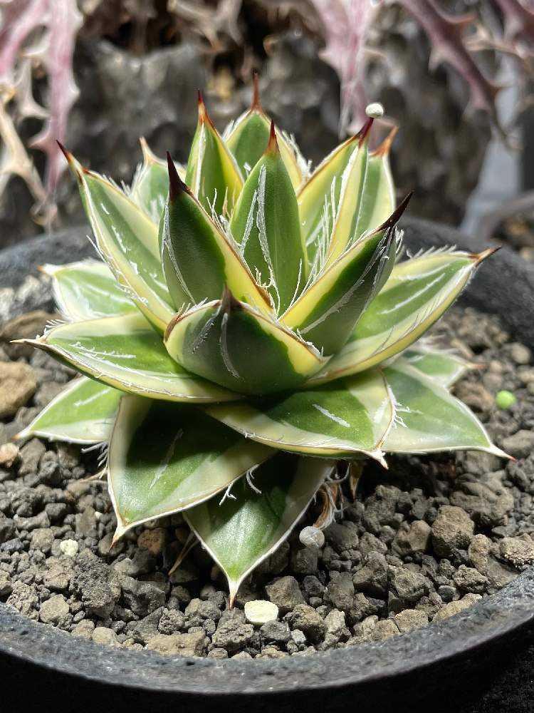 ✨アガベ・ピンキー✨…大幅値下げしました(^^)☀ アガベ ピンキー【発根管理中】TC株 Agave Pinky 多肉植物 珍奇