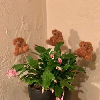 デンマークカクタスの花の画像 by hananoyumeLaWさん | 部屋とデンマークカクタスと犬、いぬ、dogとデンマーク・カクタスとデンマークカクタスの花とテディベアー♡