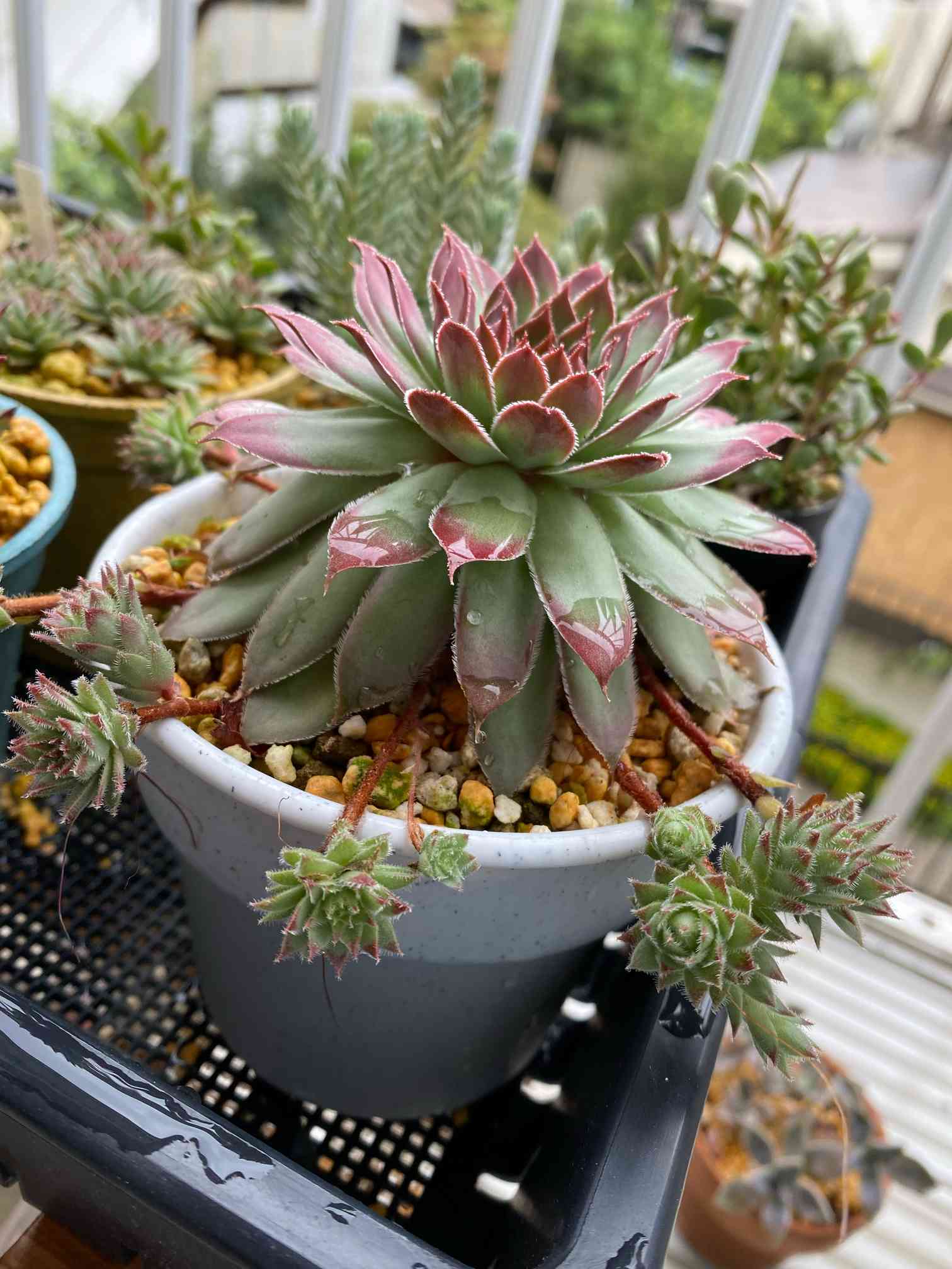 センペルビウム　ファイヤーバード 日本花キ流通 多肉植物 sfセンペルビウム ファイヤーバード 7.5