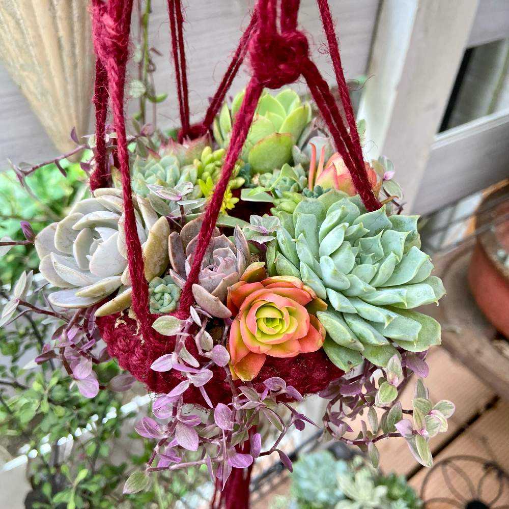 多肉フライングリース作りᰔ Greensnap グリーンスナップ