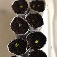 スダチの木の育て方 剪定や収穫の時期は 鉢植えでも栽培できる Greensnap グリーンスナップ スダチの木の育て方 剪定や収穫の時期は 鉢植えでも栽培できる Greensnap グリーンスナップ