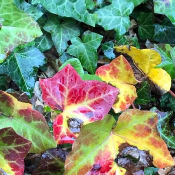 葉っぱが好き♥の画像 by ちえぼんさん | お出かけ先と雨の日と秋の風景と葉っぱが好き♥と街で見かけた植物