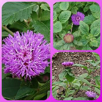 ムラサキルーシャンの画像 by ナナさん | お出かけ先とムラサキルーシャンとワクワクの花たちと美しく青きドヨウと明日はきっと良い日になるとファンタスティックブルーと紫のお花