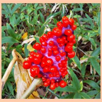 マムシグサの実の投稿画像一覧 Greensnap グリーンスナップ