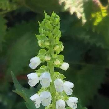 青じその花 の投稿画像一覧 Greensnap グリーンスナップ