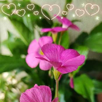 台風一過の画像 by CHIEさん | オキザリスとピンクの花と台風一過とおうち園芸と綺麗な花と꒰ღ˘◡˘ற꒱かわゅ~と綺麗な色♡とかわいい花