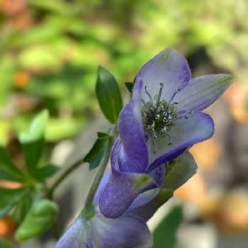 市川万葉植物園の画像 by 梨風さん | トリカブトと青い花マニアと美しく青きドヨウと市川万葉植物園