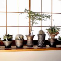 Kinguro Moon Crater,カクタス広瀬,和鉢,信楽,Usagi.c.lの画像