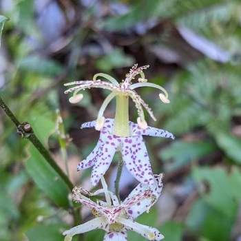 ヤマジノホトトギス の投稿画像一覧 Greensnap グリーンスナップ