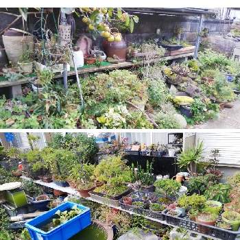 台風一過の画像 by あまのじゃくさん | 小さな庭と鉢植えと台風一過と庭の一角と昼間の庭