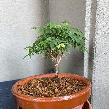 小藤の投稿画像一覧 Greensnap グリーンスナップ