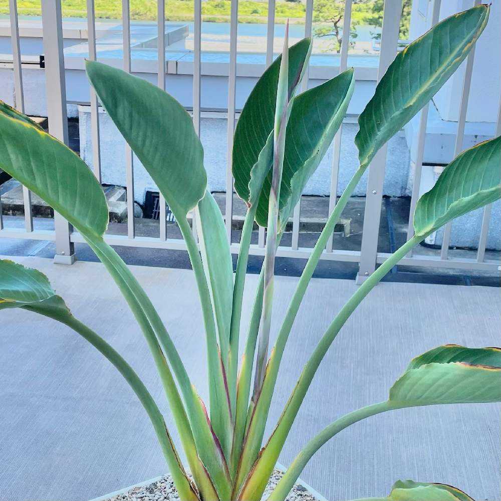 ストレリチア〜極楽鳥花〜｜🍀GreenSnap（グリーンスナップ）