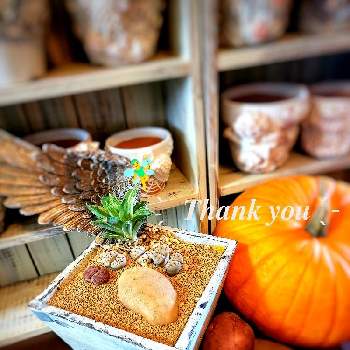 リトさんの画像 by ほーちゃんさん | 多肉植物とHalloweenと寄せ植えと自分好みとぅん～マンダムとリトさんと繋がりに感謝✨とめっちゃ可愛いとハロウィンかぼちゃ