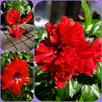 ハイビスカス ファラオの投稿画像一覧 Greensnap グリーンスナップ