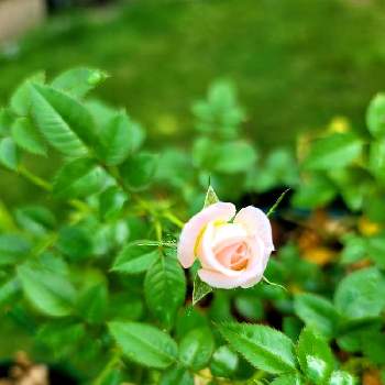 ミニバラ　チュチュオプティマの画像 by こまちゃんさん | テラスとミニバラ　チュチュオプティマと小花と花のある暮らしと小花好きとおうち園芸