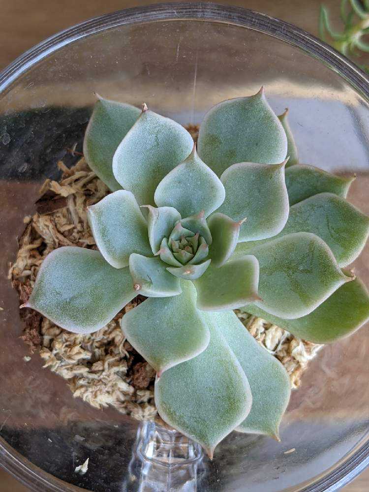 no. 37  葉挿し　発根もしくは発芽済み＋マーガレットレッピンのカット苗 no. 37 葉挿し発根もしくは発芽済み＋マーガレットレッピンの