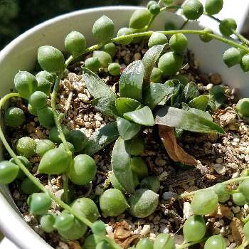 ハオルチア レツーサ 寿の投稿画像一覧 Greensnap グリーンスナップ