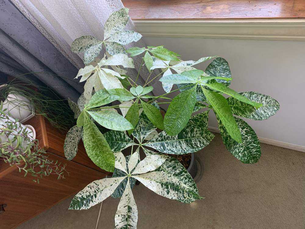 パキラミルキーウェイ緑と白の斑入り☆ 手に入りづらい斑入りのパキラとは？| 観葉植物の基礎知識|APEGO